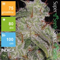 Auto Northern Light Feminised 1ks