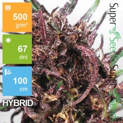 Auto Purple Kush Feminised 1ks