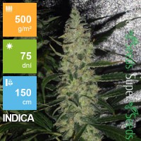 Auto Super Skunk Feminised 1ks