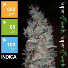 Black Domina Feminised 5ks