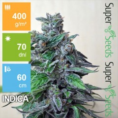 Super Blueberry Feminised 1ks