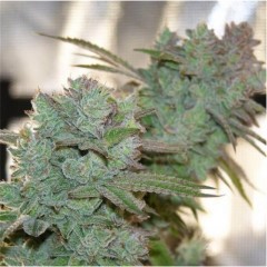 Auto Gorilla Glue Feminised 1ks