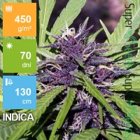 Purple Kush Feminised 1ks
