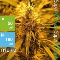 Super Skunk Feminised 1ks