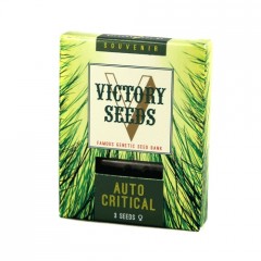 Auto Critical Feminised 3ks