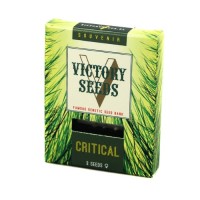 Critical Feminised 10ks