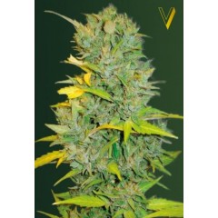 Auto Biggest Bud Feminised 10ks