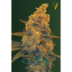 Auto Blow Dream Feminised 10ks
