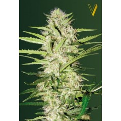 Auto Parmesan Feminised 3ks