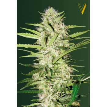 Auto Parmesan Feminised 3ks