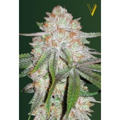 Auto Chocodope Feminised 10ks