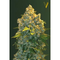 Auto Chronic Monster XXL Feminised 10ks