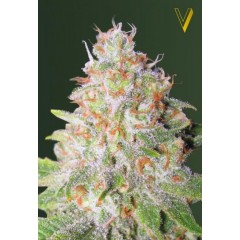 Auto Green Wild Shark Feminised 5ks