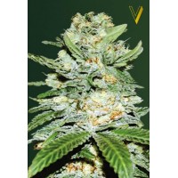 Auto Jack Hammer Feminised 3ks