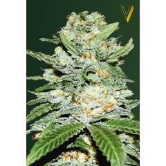 Auto Jack Hammer Feminised 3ks