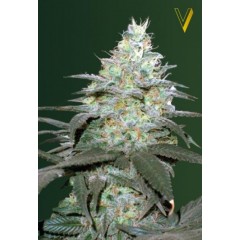 Auto Original Berry Feminised 10ks
