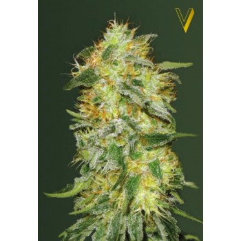 Auto Original Limonade Skunk Feminised 3ks