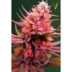 Auto Seemango Feminised 10ks