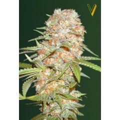 Auto Super Extra Skunk Feminised 10ks