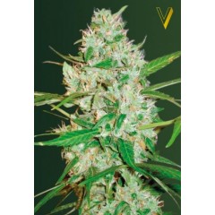 Auto Red Russian XXL Feminised 5ks