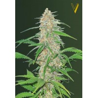 AK-77V Feminised 10ks