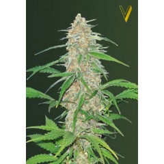 AK-77V Feminised 10ks