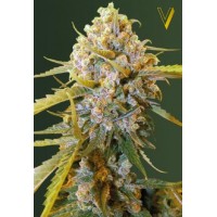 Biggest Bud Feminised 10ks