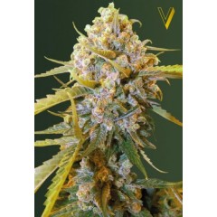 Biggest Bud Feminised 10ks