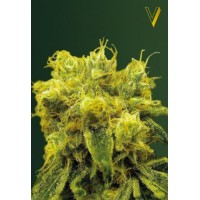 Blow Dream Feminised 3ks