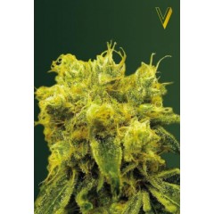 Blow Dream Feminised 3ks