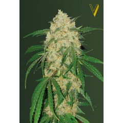 Bubblegum + Pro Feminised 10ks