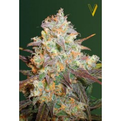 Chocodope Feminised 10ks