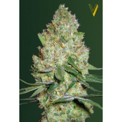 Chronic Monster XXL Feminised 10ks