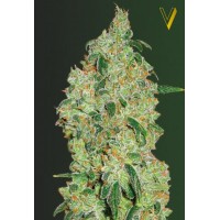 Green Wild Shark Feminised 3ks