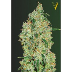 Green Wild Shark Feminised 3ks