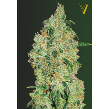 Green Wild Shark Feminised 3ks