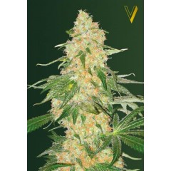 Super Extra Skunk Feminised 10ks