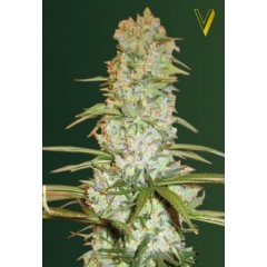 Red Russian XXL Feminised 10ks
