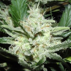 Auto White Russian Feminised 1ks